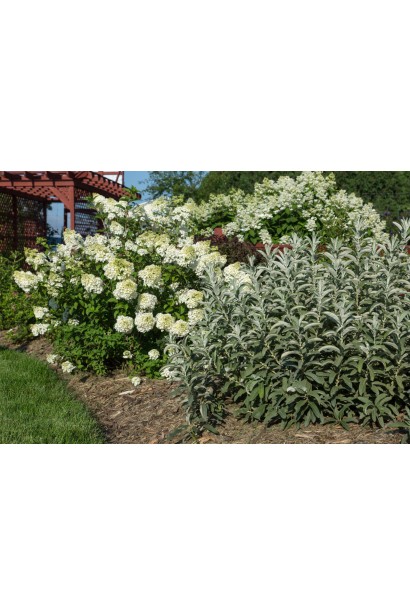 Верба шавлієлиста Iceberg Alley  у ланшафті